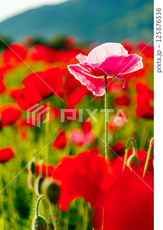 花畑に咲く美しいっポピー 花畑に咲く美しいっポピー 125876536