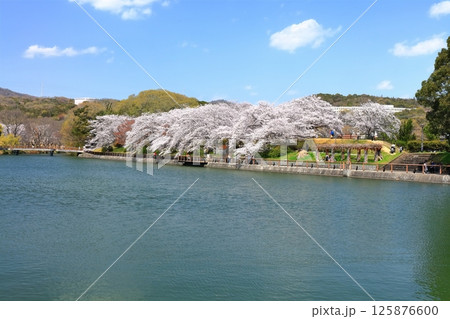 【岡山県】桜咲く春の酒津公園（高梁川東西用水取配水施設） 125876600