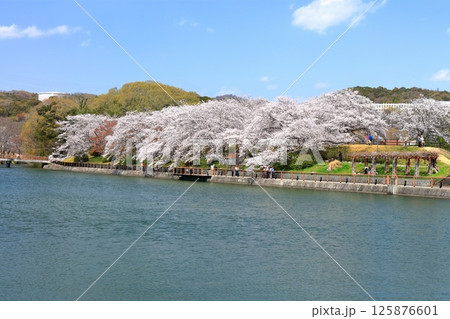 【岡山県】桜咲く春の酒津公園(高梁川東西用水取配水施設) 【岡山県】桜咲く春の酒津公園(高梁川東西用水取配水施設) 125876601