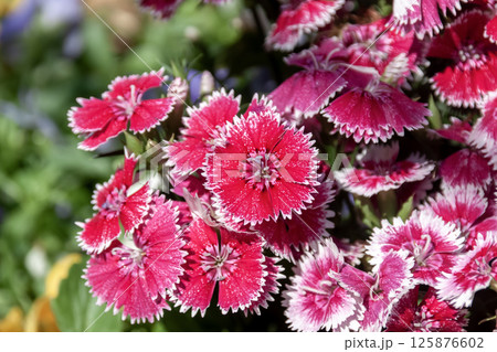 ナデシコ、スウィート ・ ウィリアム (美女撫子) 125876602