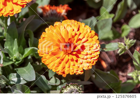 百日草と呼ばるオレンジ色のジニア【キク科ヒャクニチソウ属】 125876605