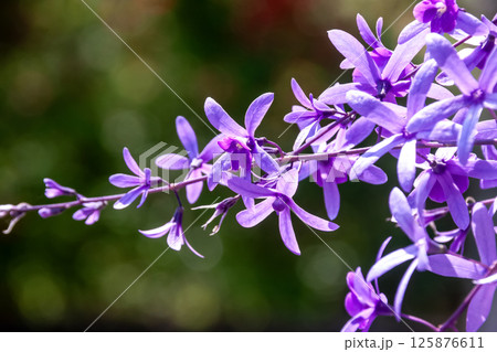 ペトレア ラケモサは花が細めで繊細かつ可憐な花である 125876611