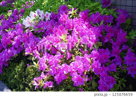 ピンク色のツツジの花が咲いています 125876659