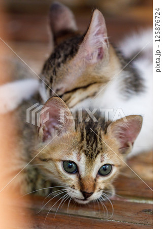 The portrait shows two stray kittens playing in close-up. vertical image. 125876724