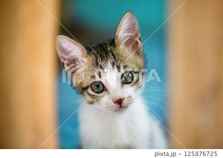 An Adorable Little Kitten with Big Bright Blue Eyes Looking Up Curiously Yet Innocently An Adorable Little Kitten with Big Bright Blue Eyes Looking Up Curiously Yet Innocently 125876725