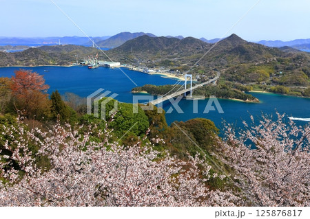 【愛媛県】桜咲く春のカレイ山展望公園から眺めた 伯方大島大橋(しまなみ海道) 【愛媛県】桜咲く春のカレイ山展望公園から眺めた 伯方大島大橋(しまなみ海道) 125876817