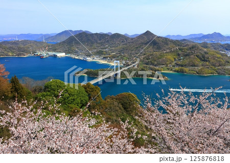 【愛媛県】桜咲く春のカレイ山展望公園から眺めた 伯方大島大橋（しまなみ海道） 125876818
