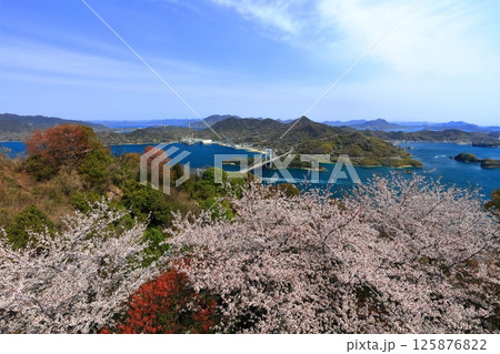 【愛媛県】桜咲く春のカレイ山展望公園から眺めた 伯方大島大橋（しまなみ海道） 125876822