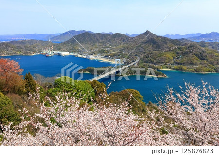【愛媛県】桜咲く春のカレイ山展望公園から眺めた 伯方大島大橋（しまなみ海道） 125876823