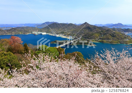 【愛媛県】桜咲く春のカレイ山展望公園から眺めた 伯方大島大橋（しまなみ海道） 125876824