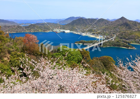 【愛媛県】桜咲く春のカレイ山展望公園から眺めた 伯方大島大橋（しまなみ海道） 125876827