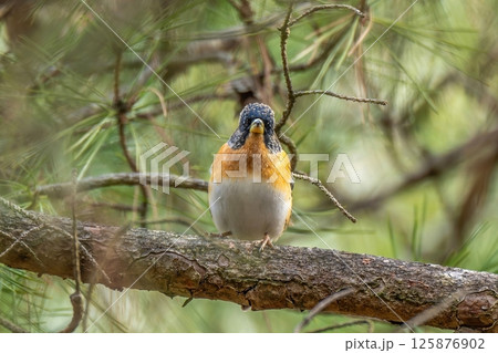 木の上でくつろぐアトリ オス 木の上でくつろぐアトリ オス 125876902