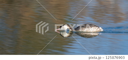 冬枯れの森を映す水面を獲物を探しながら泳ぐカンムリカイツブリ 冬枯れの森を映す水面を獲物を探しながら泳ぐカンムリカイツブリ 125876903