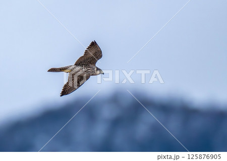 青い山をバックに悠然と飛ぶハヤブサ幼鳥 125876905