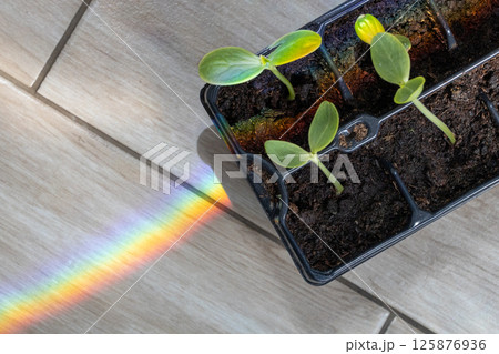 Seedlings Growing in Tray with Rainbow Light 125876936