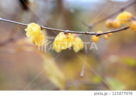 ロウバイの花 125877076