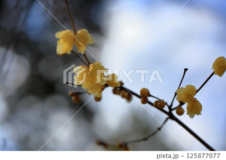 ロウバイの花 125877077