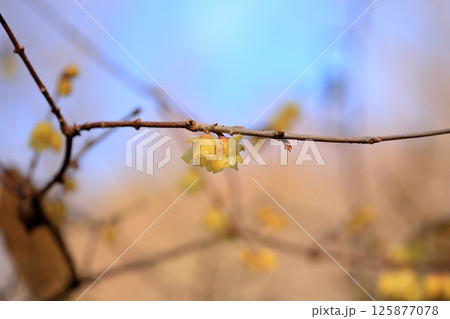 ロウバイの花 ロウバイの花 125877078