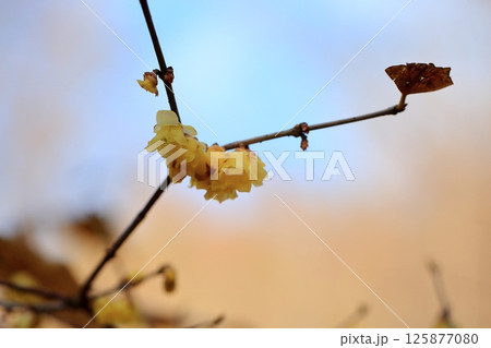 ロウバイの花 125877080