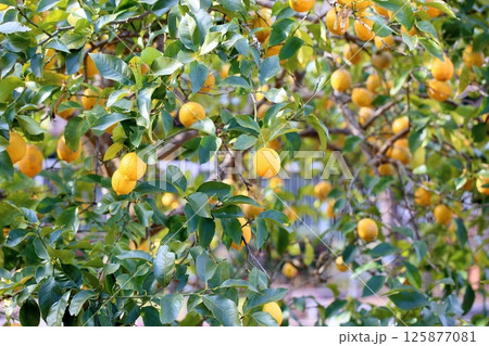 レモンの実 125877081