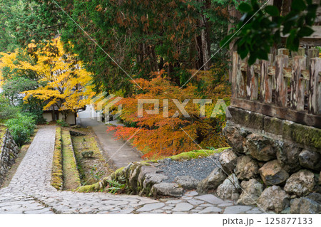 福井県若狭小浜市の紅葉まっさかりの明通寺を撮影 福井県若狭小浜市の紅葉まっさかりの明通寺を撮影 125877133