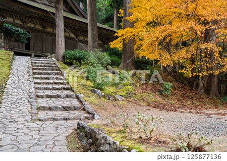 福井県若狭小浜市の紅葉まっさかりの明通寺を撮影 福井県若狭小浜市の紅葉まっさかりの明通寺を撮影 125877136
