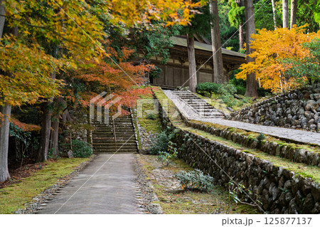 福井県若狭小浜市の紅葉まっさかりの明通寺を撮影 125877137