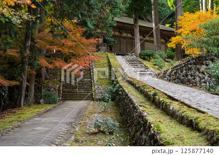 福井県若狭小浜市の紅葉まっさかりの明通寺を撮影 福井県若狭小浜市の紅葉まっさかりの明通寺を撮影 125877140