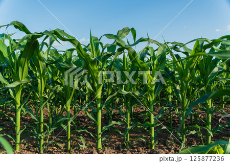 Corn plants grow tall and healthy in a rural field with rich soil and bright sunlight on a warm summer day Corn plants grow tall and healthy in a rural field with rich soil and bright sunlight on a warm summer day 125877236
