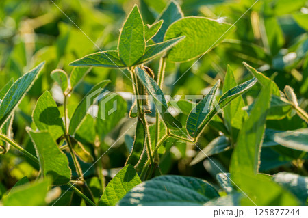 Lush soybean plants stretch towards sunlight in a vibrant field, showcasing healthy green leaves during mid-summer 125877244