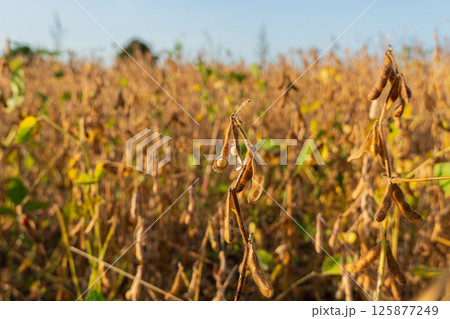Golden soybean plants sway gently in the breeze, signaling a successful harvest season under a clear sky in autumn 125877249