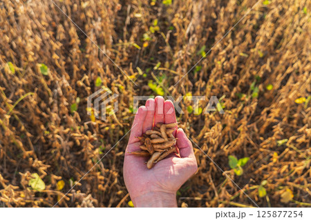 Golden soybean plants dominate the field while a hand holds freshly harvested beans against a warm sunset backdrop Golden soybean plants dominate the field while a hand holds freshly harvested beans against a warm sunset backdrop 125877254