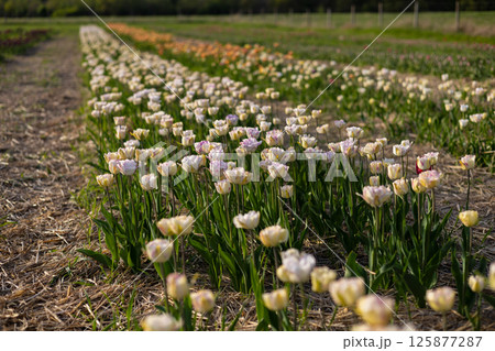A vast field filled with blooming tulips shows a variety of colors under a clear blue sky, creating a picturesque spring landscape 125877287