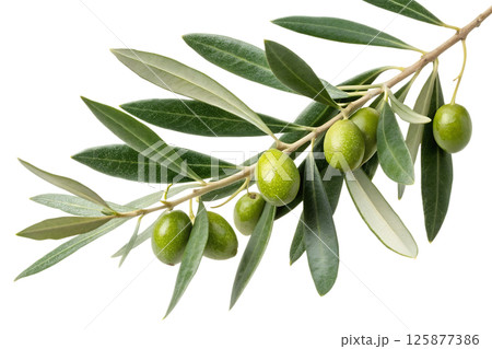 Olive branch with ripe green olives and lush leaves, symbol of peace and natural abundance 125877386