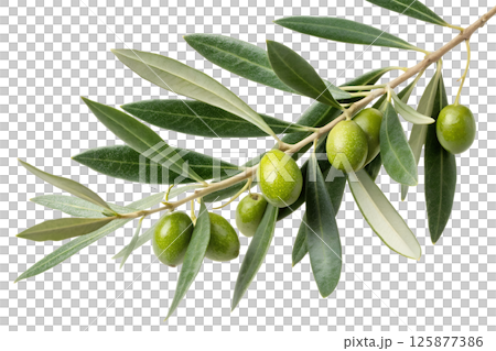 Olive branch with ripe green olives and lush leaves, symbol of peace and natural abundance 125877386