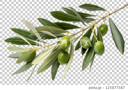 Olive branch with ripe green olives and lush leaves, symbol of peace and natural abundance 125877387