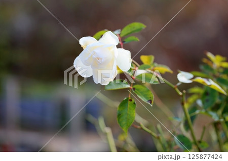 冬のバラ シュネービッチェン 冬のバラ シュネービッチェン 125877424