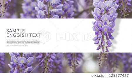 優雅に垂れ下がる紫色の藤の花で左側にはテキストエリア 125877427