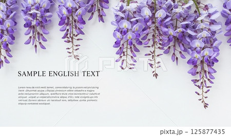 清潔感のある白い背景に色鮮やかな紫色の花々 125877435
