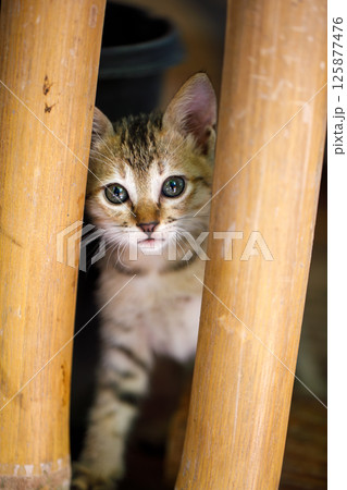 Kitten peeking curiously between bamboo poles 125877476