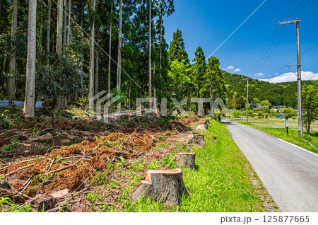 余呉町川並地区の針葉樹林　滋賀県長浜市 125877665