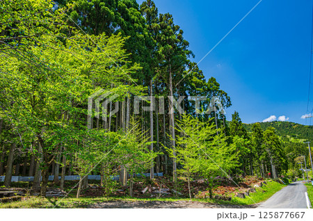 余呉町川並地区の針葉樹林　滋賀県長浜市 125877667