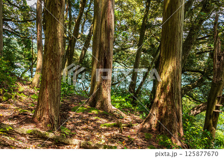 余呉湖畔の樹林風景　滋賀県長浜市余呉町 125877670