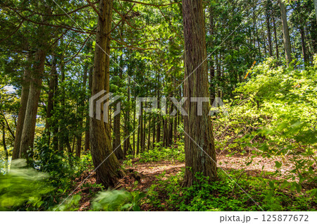余呉湖畔の樹林風景 滋賀県長浜市余呉町 余呉湖畔の樹林風景 滋賀県長浜市余呉町 125877672