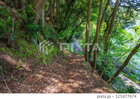 余呉湖畔の樹林風景　滋賀県長浜市余呉町 125877674