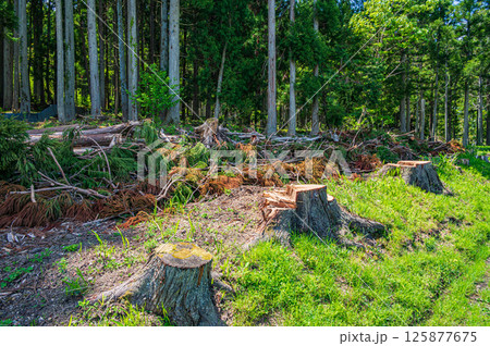 余呉町川並地区の樹林　滋賀県長浜市 125877675