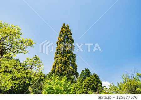 余呉湖畔の樹林風景　滋賀県長浜市余呉町 125877676