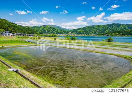 初夏の余呉湖畔川並地区の水田風景　滋賀県長浜市余呉町 125877678
