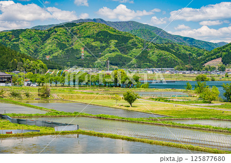 初夏の余呉湖畔川並地区の水田風景 滋賀県長浜市余呉町 初夏の余呉湖畔川並地区の水田風景 滋賀県長浜市余呉町 125877680