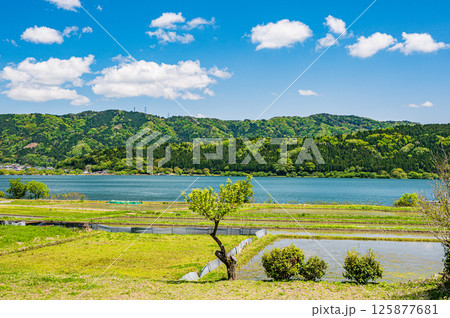 初夏の余呉湖畔川並地区の水田風景 滋賀県長浜市余呉町 初夏の余呉湖畔川並地区の水田風景 滋賀県長浜市余呉町 125877681